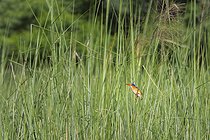 Biosphoto | 2601794 | Malachite Kingfisher (Corythornis cristatus) on the prowl, Namibia, Africa | &copy; Alain Roux / Biosphoto