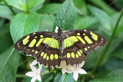 Biosphoto | 2204213 | Malachite (Siproeta stelenes) on flower, Costa Rica | &copy; Jean Mayet / Biosphoto