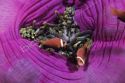 Biosphoto | 643489 | Maldive Anemonefishes in a Magnificent Sea Anemone | &copy; Didier Brandelet / Biosphoto