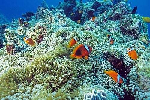 Biosphoto | 647899 | Maldive Anemonefishes in their host Sea Anemones | &copy; Didier Brandelet / Biosphoto