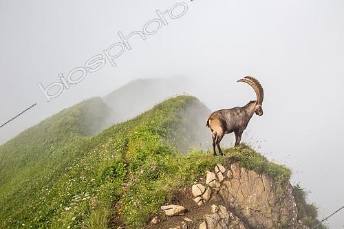 Biosphoto | 2100157 | Male alpine ibex (capra ibex) in the fog, Chablais mountains, Alps, France | &copy; Emile Séchaud / Biosphoto