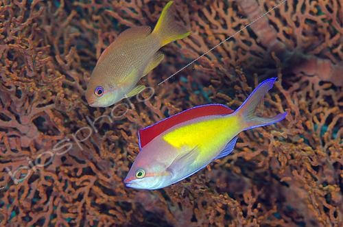 Biosphoto | 2487999 | Male and female Redfin Anthias (Pseudanthias dispar) with extended fin, Gili Tepekong dive site, Candidasa, Bali, Indonesia | &copy; Colin Marshall / Biosphoto