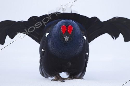 Biosphoto | 1625924 | Male black grouse in the snow in courtship Switzerland  | &copy; Olivier Born / Biosphoto
