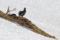 Biosphoto | 1625941 | Male black grouse in the snow in Switzerland courtship | &copy; Olivier Born / Biosphoto