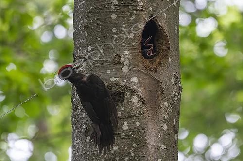 Biosphoto | 2009629 | Male Black Woodpecker feeding at nest - Lorraine France | &copy; André Simon / Biosphoto