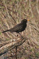 Biosphoto | 1247179 | Male blackbird on a spring branch Rives Isere France | &copy; Jean-François Noblet / Biosphoto