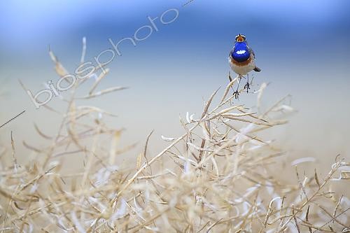 Biosphoto | 2608198 | Male Bluethroat (Luscinia svecica) asserting his territory by singing on the top of a rapeseed stem . cereal plain of Calvados, Normandy, France | &copy; Christophe Perelle / Biosphoto
