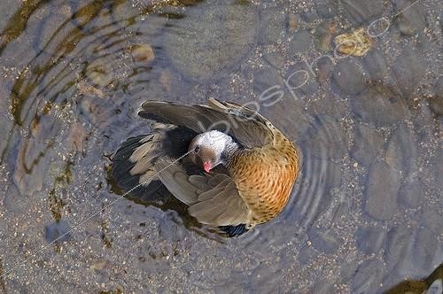 Biosphoto | 154386 | Male Brazilian Teal on water | &copy; Thierry Van Baelinghem / Biosphoto