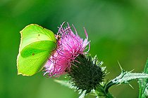 Biosphoto | 2578899 | Male Brimstone (Gonepteryx rhamni) on a flowering common thistle (Cirsium vulgare), in the Rhine forest of La Robertsau in early September, in the heart of the National Nature Reserve of the Robertsau and La Wantzenau forest massif. Alsace, France | &copy; Yves Noto Campanella / Biosphoto