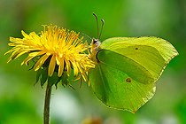 Biosphoto | 2582501 | Male Brimstone (Gonepteryx rhamni) on a flowering dandelion (Taraxacum officinale), at the edge of a path, in the Robertsau Rhine forest in spring, in the heart of the National Nature Reserve of the Robertsau and La Wantzenau forest massif. Alsace, France | &copy; Yves Noto Campanella / Biosphoto