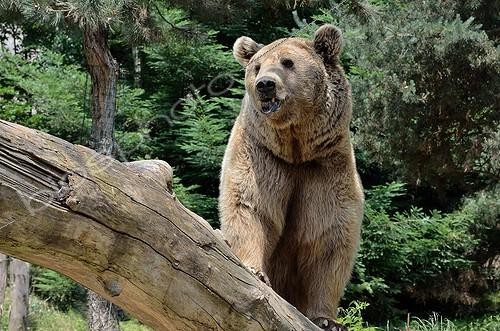 Biosphoto | 1941626 | Male brown bear - Animal Park Argeles Pyrénées France | &copy; Georges Lopez / Biosphoto