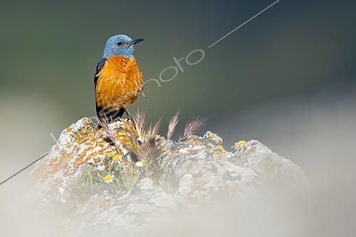 Biosphoto | 2627786 | Male Common Rock Thrush (Monticola saxatilis) perched on a rock, Ronda, Málaga, Spain | &copy; Pablo Barrena / Biosphoto