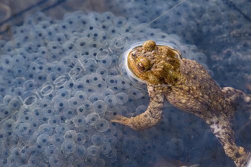 Biosphoto | 2610560 | Male common toad (Bufo bufo) on an european frog clutch, Merrey pond, Lorraine, France | © Stéphane Vitzthum / Biosphoto