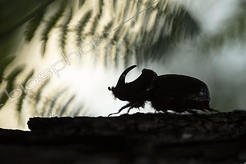 Biosphoto | 2628308 | Mâle du coléoptère Rhinocéros (Oryctes nasicornis) se déplaçant sur une branche tombée au sol, Hameau de Campis, Gard, France | &copy; Philippe Lebeaux / Biosphoto