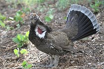 Biosphoto | 1249032 | Male Dusky Grouse in the Grand Canyon NP USA | &copy; Jean-François Noblet / Biosphoto