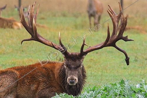 Biosphoto | 2571128 | Male European Red Deer (Cervus elaphus) at rest, Alpes maritimes, France | &copy; Jean-François Noblet / Biosphoto