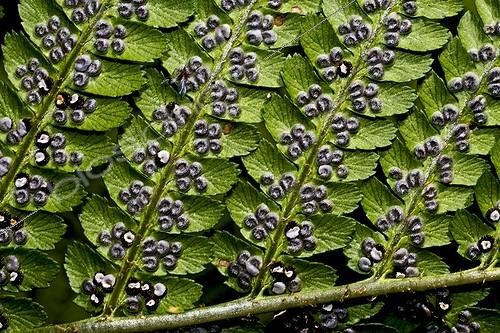 Biosphoto | 1517871 | Male fern's spores | &copy; Antoni Agelet / Biosphoto