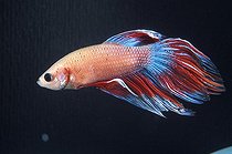 Biosphoto | 269608 | Male Fighting fish swimming | &copy; Yvette Tavernier / Biosphoto