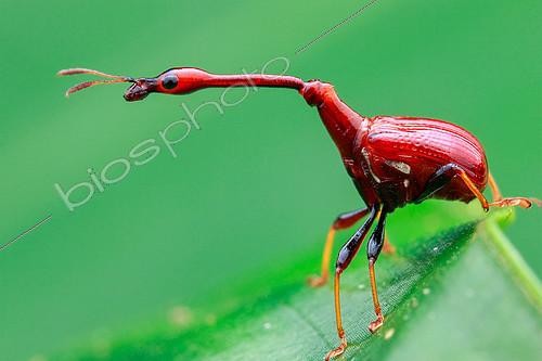 Biosphoto | 2391920 | Male giraffe weevil or leaf rolling weevil (Trachelophorus sp.) with long neck. | &copy; Husni Che Ngah / Biosphoto