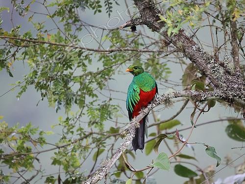 Biosphoto | 2619624 | Male Golden-headed Quetzal (Pharomachrus auriceps) perched on a tree. Choco Andino. Ecuador. South of America | &copy; Brigitte Marcon / Biosphoto