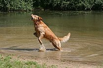 Biosphoto | 1457645 | Male Golden Retriever, 3, 5 years old, jumping up out of the water to catch food | &copy; Caroline Brinkmann / imageBROKER / Biosphoto