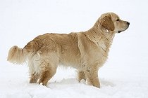 Biosphoto | 1459518 | Male Golden Retriever in snow | &copy; Naturfoto-Online / imageBROKER / Biosphoto