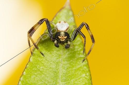 Biosphoto | 1922180 | Male Goldenrod Spider on the lookout on a leaf - France  | &copy; Benoît Personnaz / Biosphoto