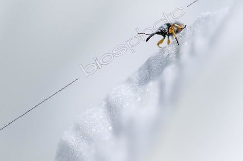 Biosphoto | 2047382 | Male Hollyhock Weevil in Iris - Alsace France | &copy; Benoît Personnaz / Biosphoto