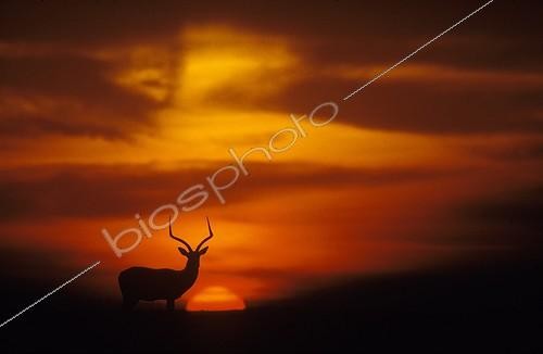 Biosphoto | 1823540 | Male Impala in savanna at sunset Masai Mara Kenya | &copy; Thomas Dressler / Biosphoto