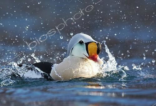 Biosphoto | 1852313 | Male King Eider bathing Norway | &copy; Niko Pekonen / Biosphoto