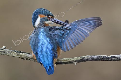 Biosphoto | 2606755 | Male Kingfisher (Alcedo Atthis) grooming, perched on a branch above the river - Lorraine, France | &copy; Michel Poinsignon / Biosphoto