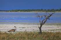Biosphoto | 2601903 | Male kori bustard (Ardeotis kori), Etosha National Park, Namibia, Africa | &copy; Alain Roux / Biosphoto