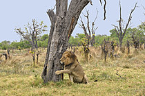 Biosphoto | 2623042 | Male lion (Panthera leo) behind a trunk, Botswana. | &copy; Michel Bureau / Biosphoto