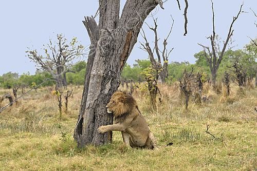 Biosphoto | 2623042 | Male lion (Panthera leo) behind a trunk, Botswana. | &copy; Michel Bureau / Biosphoto