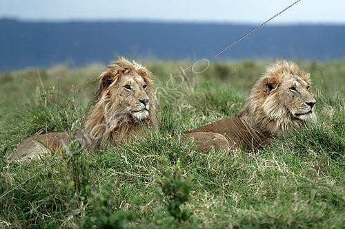 Biosphoto | 2619700 | Male lions (Panthera leo) resting in the savanna, Masai Mara, Kenya. | &copy; Pierre Vernay / Biosphoto