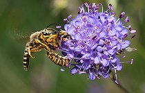 Biosphoto | 2444160 | Male Mining Bee in competition (Halictus sexcinctus and Halictus scabiosae) for a Succis flower (Succisa pratensis), solitary bees, Vosges du Nord Regional Nature Park, France | &copy; Michel Rauch / Biosphoto