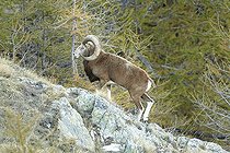 Biosphoto | 1879364 | Male Mouflon Mercantour NP France | &copy; Robert Valarcher / Biosphoto