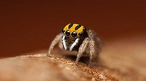 Biosphoto | 2036714 | Male Peacock Jumping Spider - Australia | &copy; Adam Fletcher / Biosphoto