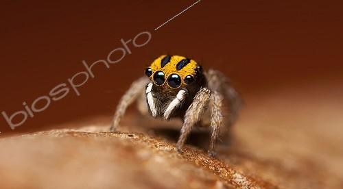 Biosphoto | 2036714 | Male Peacock Jumping Spider - Australia ; One of the smallest of the Maratus species comming in at about 3mm.With its distinctive yellow colours . | &copy; Adam Fletcher / Biosphoto