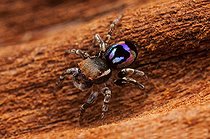Biosphoto | 2036716 | Male Peacock Jumping Spider - Australia | &copy; Adam Fletcher / Biosphoto