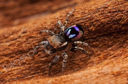 Biosphoto | 2036716 | Male Peacock Jumping Spider - Australia ; one of the smallest of the peacock jumping spiders at 2-3mm in size. | &copy; Adam Fletcher / Biosphoto