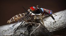 Biosphoto | 2035990 | Male Peacock Jumping Spider eating a mosquito - Australia | &copy; Adam Fletcher / Biosphoto