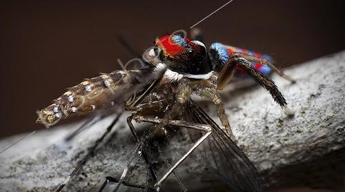 Biosphoto | 2035990 | Male Peacock Jumping Spider eating a mosquito - Australia ; a tiny 3mm peacock spider feasting on his catch of a mosquito. | &copy; Adam Fletcher / Biosphoto