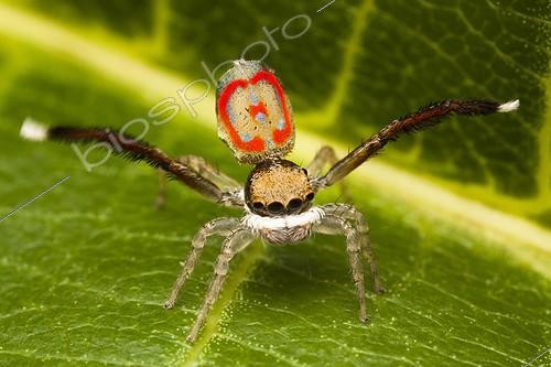 Biosphoto | 2035989 | Male Peacock Jumping Spider mating display - Australia ; A male performing a mating dance to try to impress a female.The 3rd legs are both raised and are continously waved about and the brightly coloured abdomen is then raised and moved from side to side, all trying to impress his mate. Spider is roughly 4mm in size. | &copy; Adam Fletcher / Biosphoto