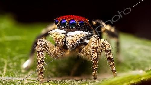 Biosphoto | 2036711 | Male Peacock Jumping Spider on a leaf - Australia ; Shot shows the bright red coloured scales on the top of the spiders head that appear after the spider has a final moult just before mating season. 2x large front facing eyes that show a purple colour. | &copy; Adam Fletcher / Biosphoto