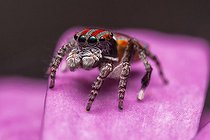 Biosphoto | 2047929 | Male Peacock Jumping Spider on purple flower - Australia | &copy; Adam Fletcher / Biosphoto
