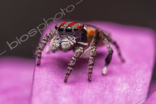 Biosphoto | 2047929 | Male Peacock Jumping Spider on purple flower - Australia | &copy; Adam Fletcher / Biosphoto