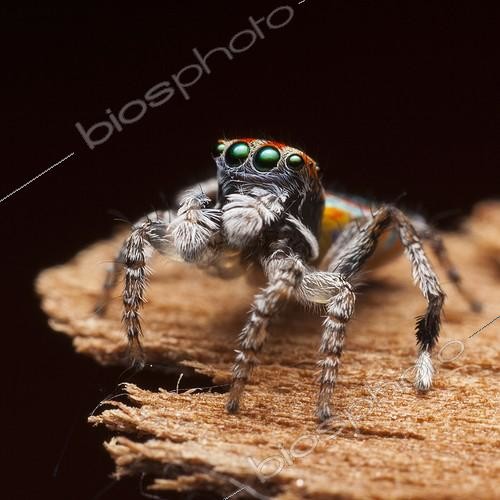 Biosphoto | 2036004 | Male Peacock Spider on black background - Australia  ; after his final moult - | &copy; Adam Fletcher / Biosphoto