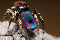 Biosphoto | 2035995 | Male Peacock Spider showing his colorful abdomen - Australia | &copy; Adam Fletcher / Biosphoto
