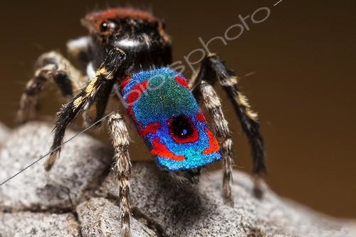Biosphoto | 2035995 | Male Peacock Spider showing his colorful abdomen - Australia ; A rear macro shot to show the amazingly patterned and coloured scales around the abdomen. The male of this species is coloured and patterned in this way to aid in mating to attract a female.Spider is only around 5mm in size. | &copy; Adam Fletcher / Biosphoto